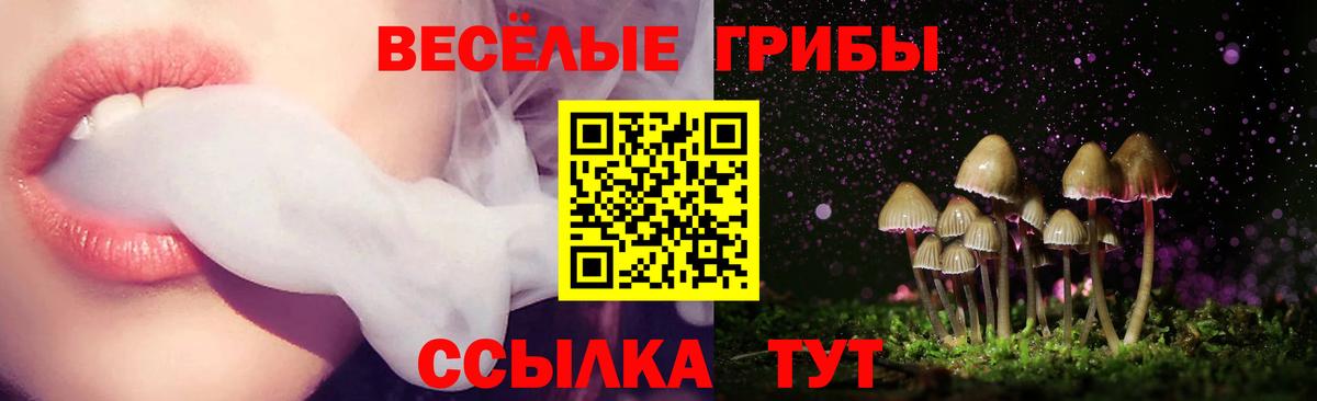 где можно купить   Галлюциногенные грибы Psilocybe  Вход с VPN  Галлюциногенные грибы Psilocybe  Михайловск 
